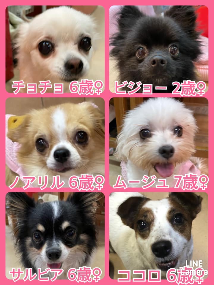 🐾今日の里親様募集中ワンコ🐶メンバーです🐾2021,10,13